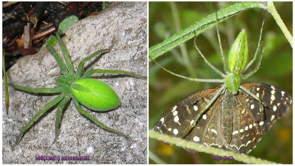 Araignées vertes de Russie