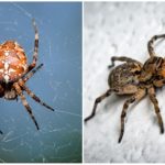 Araignées
